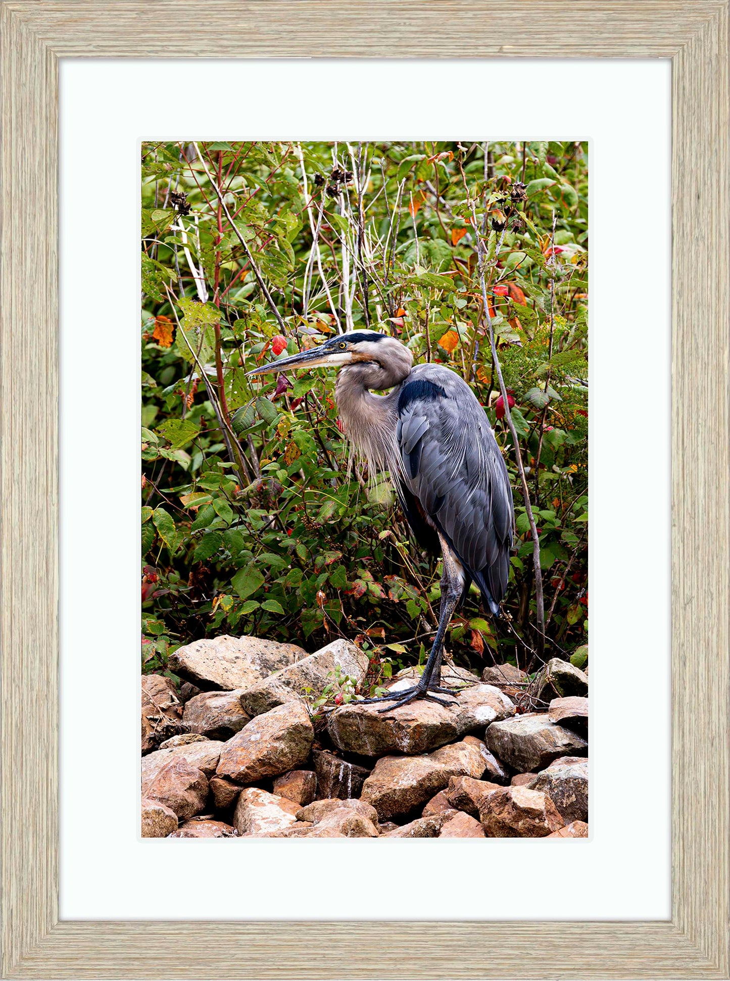 Autumn Heron on the Rocks -- Digital Print