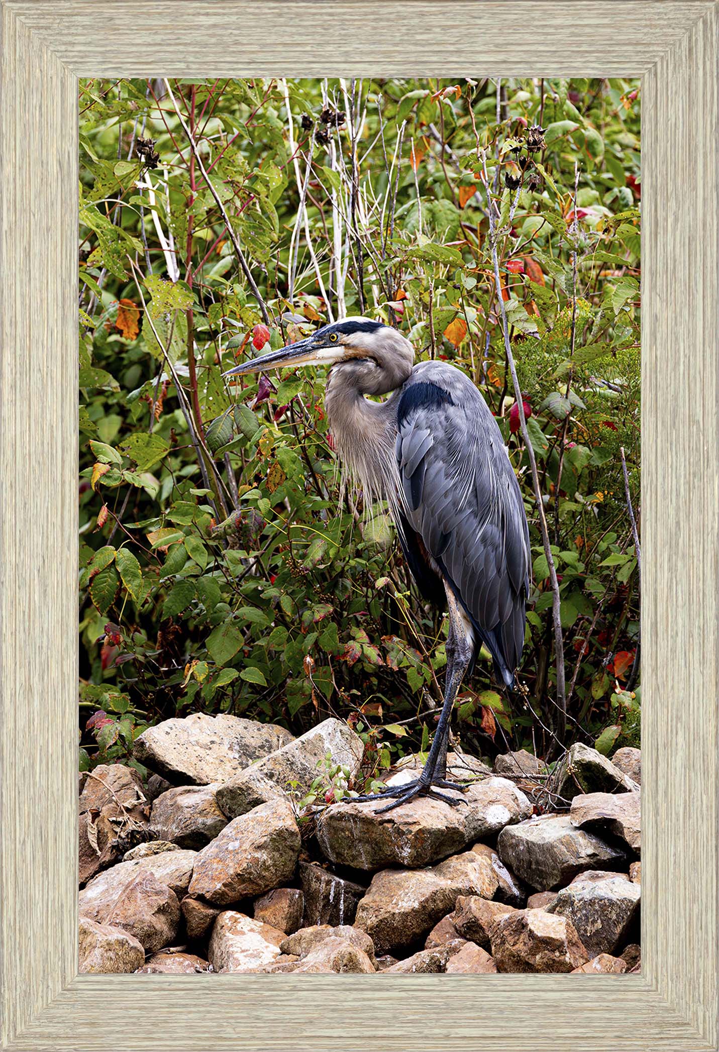 Autumn Heron on the Rocks -- Digital Print