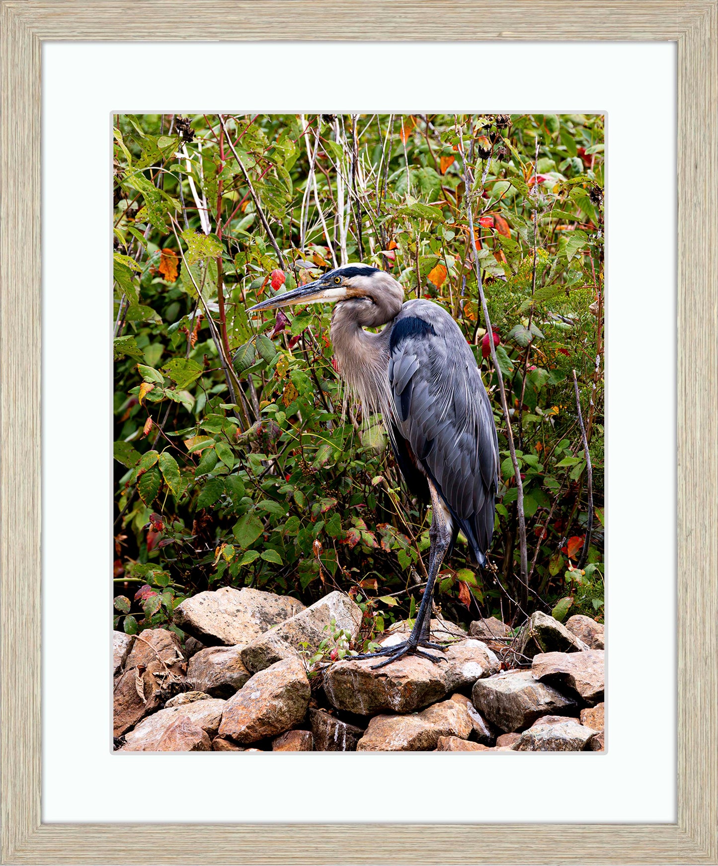 Autumn Heron on the Rocks -- Digital Print