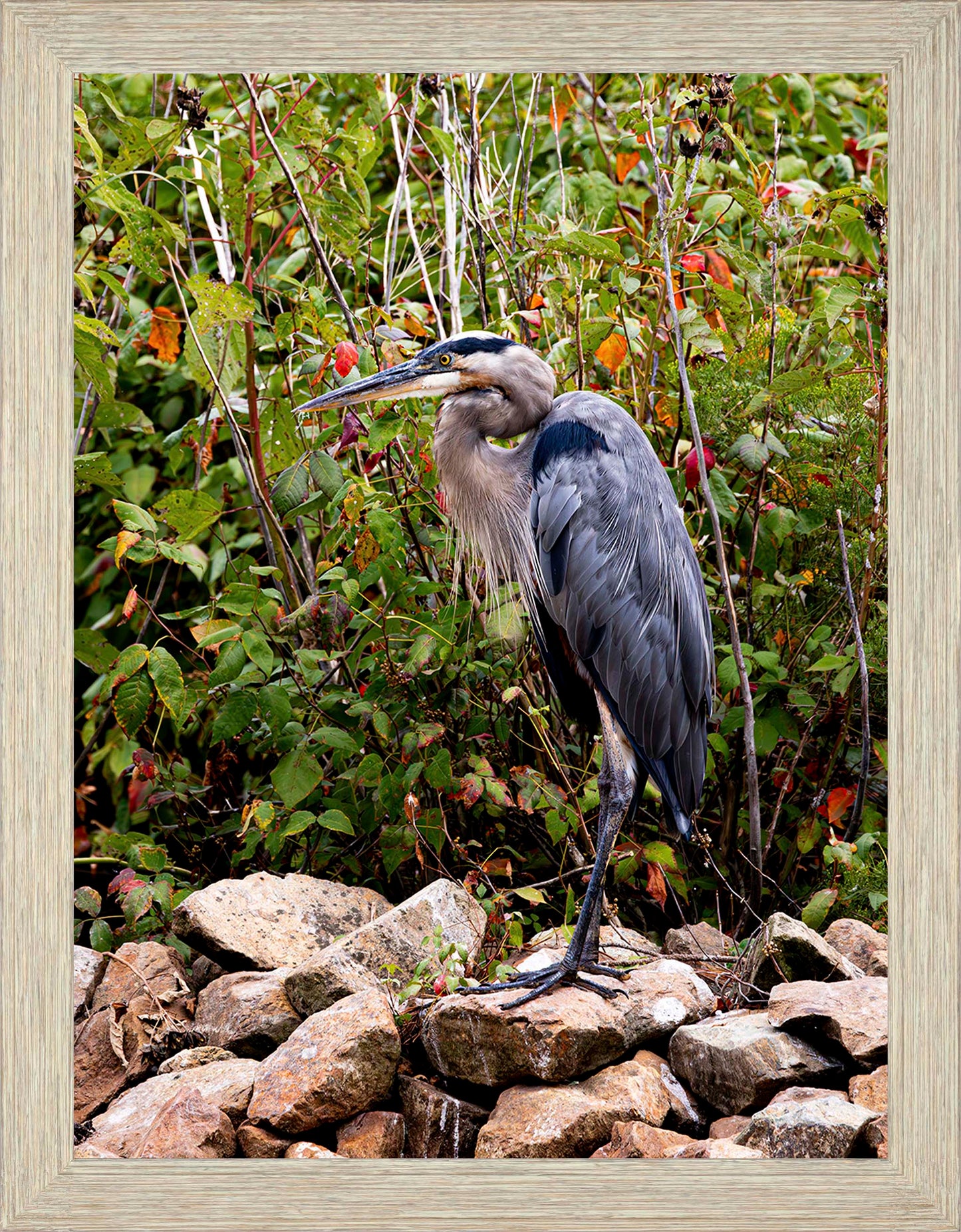 Autumn Heron on the Rocks -- Digital Print