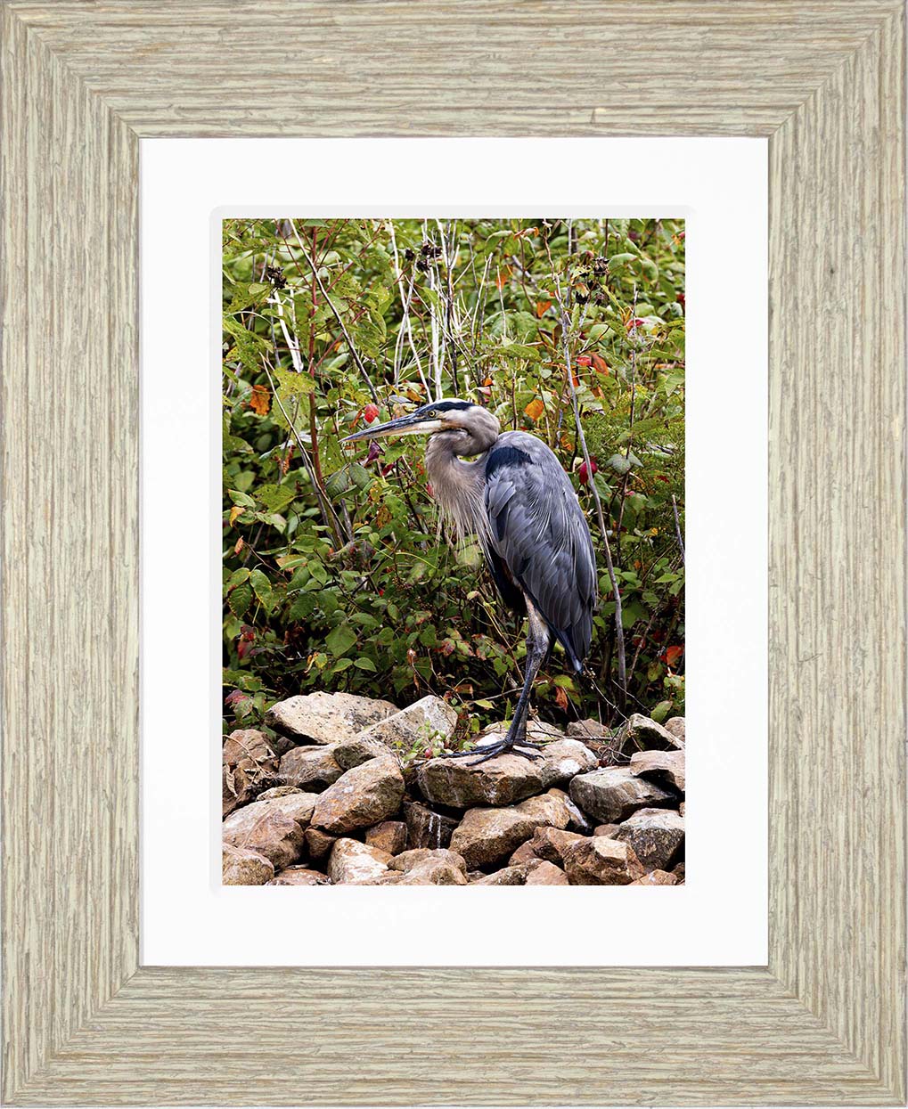 Autumn Heron on the Rocks -- Digital Print