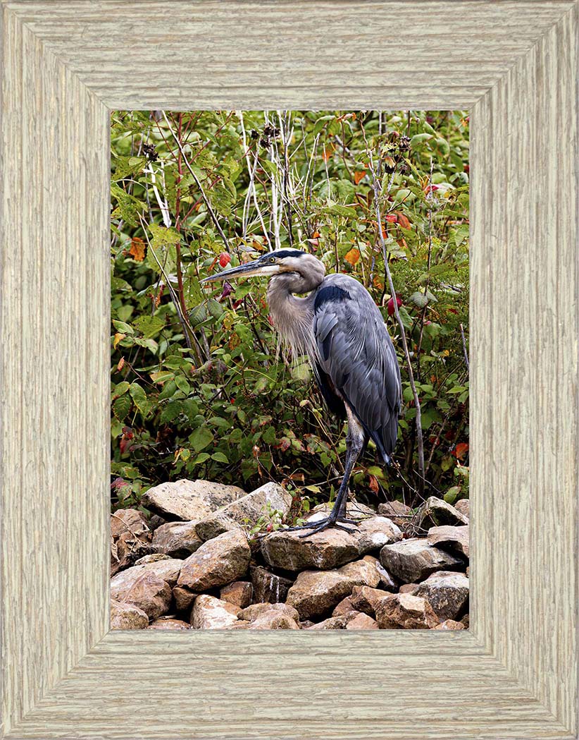 Autumn Heron on the Rocks -- Digital Print