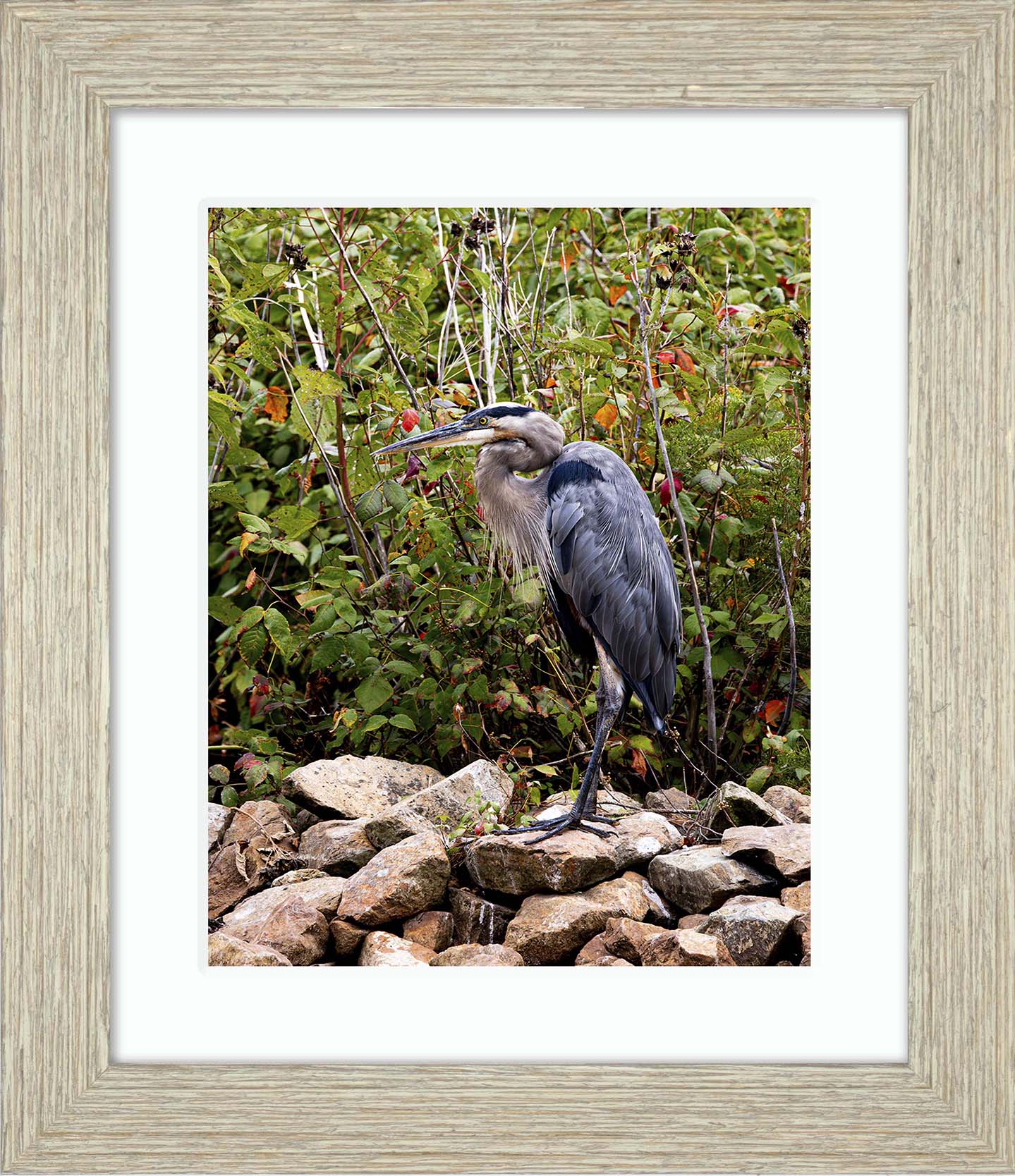 Autumn Heron on the Rocks -- Digital Print
