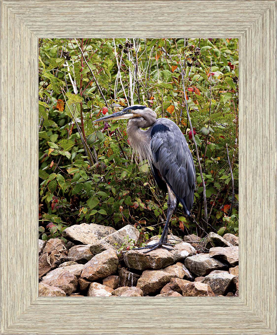 Autumn Heron on the Rocks -- Digital Print