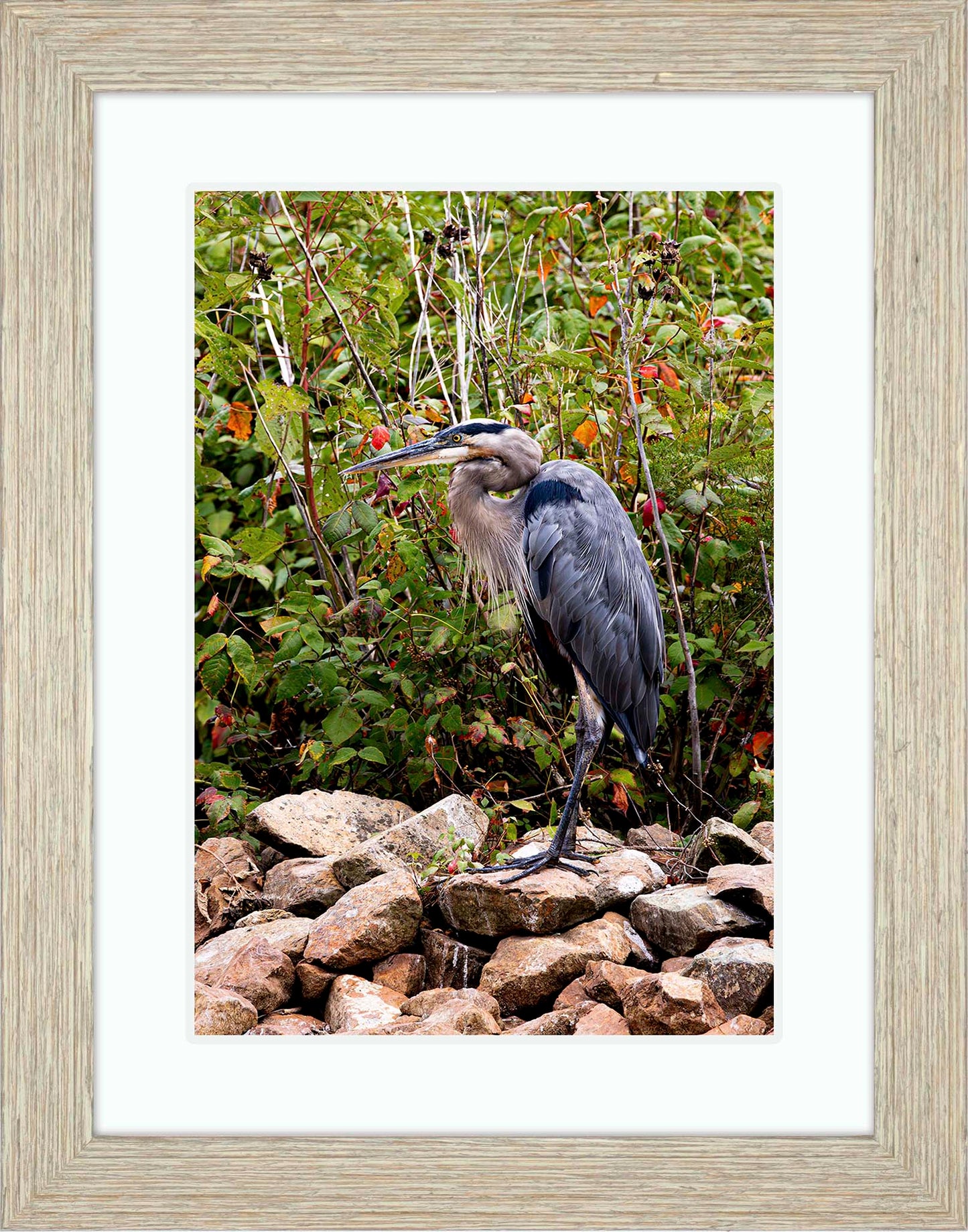 Autumn Heron on the Rocks -- Digital Print