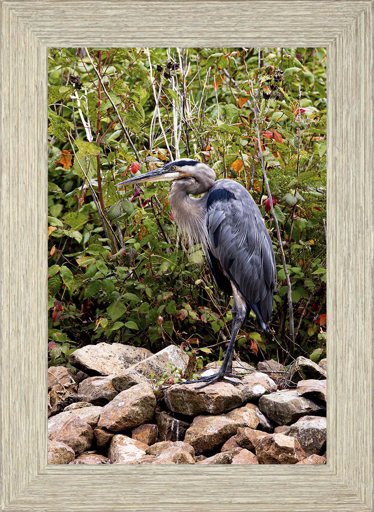 Autumn Heron on the Rocks -- Digital Print