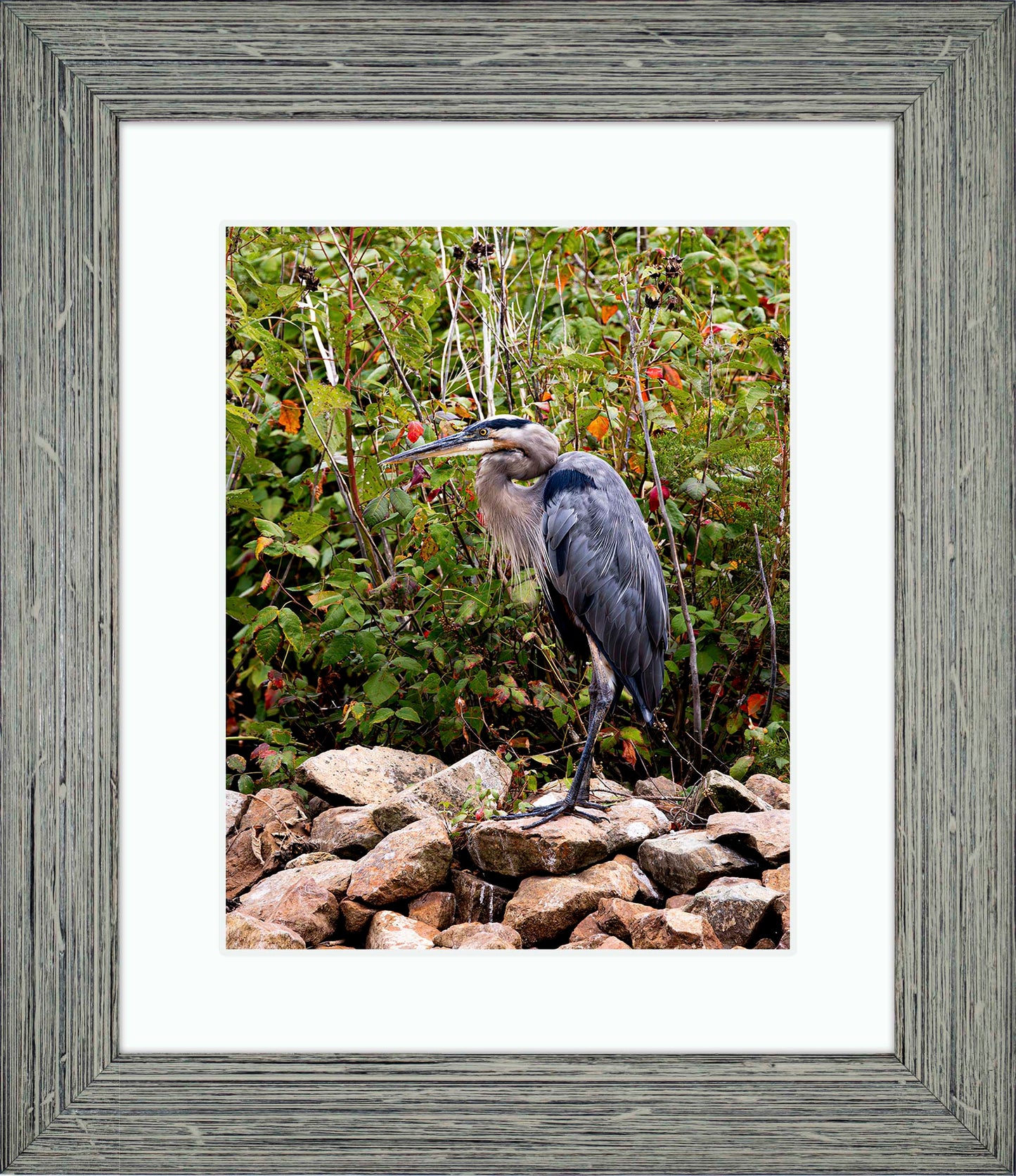 Autumn Heron on the Rocks -- Digital Print