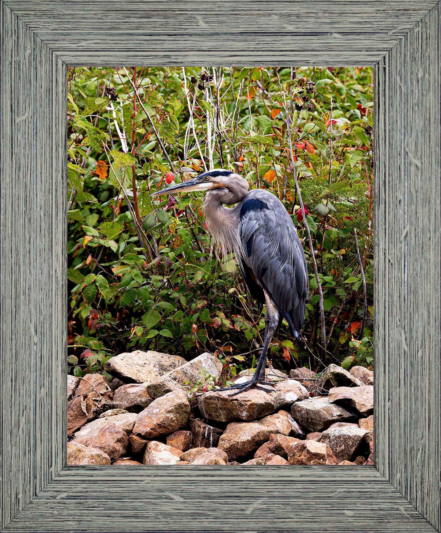 Autumn Heron on the Rocks -- Digital Print