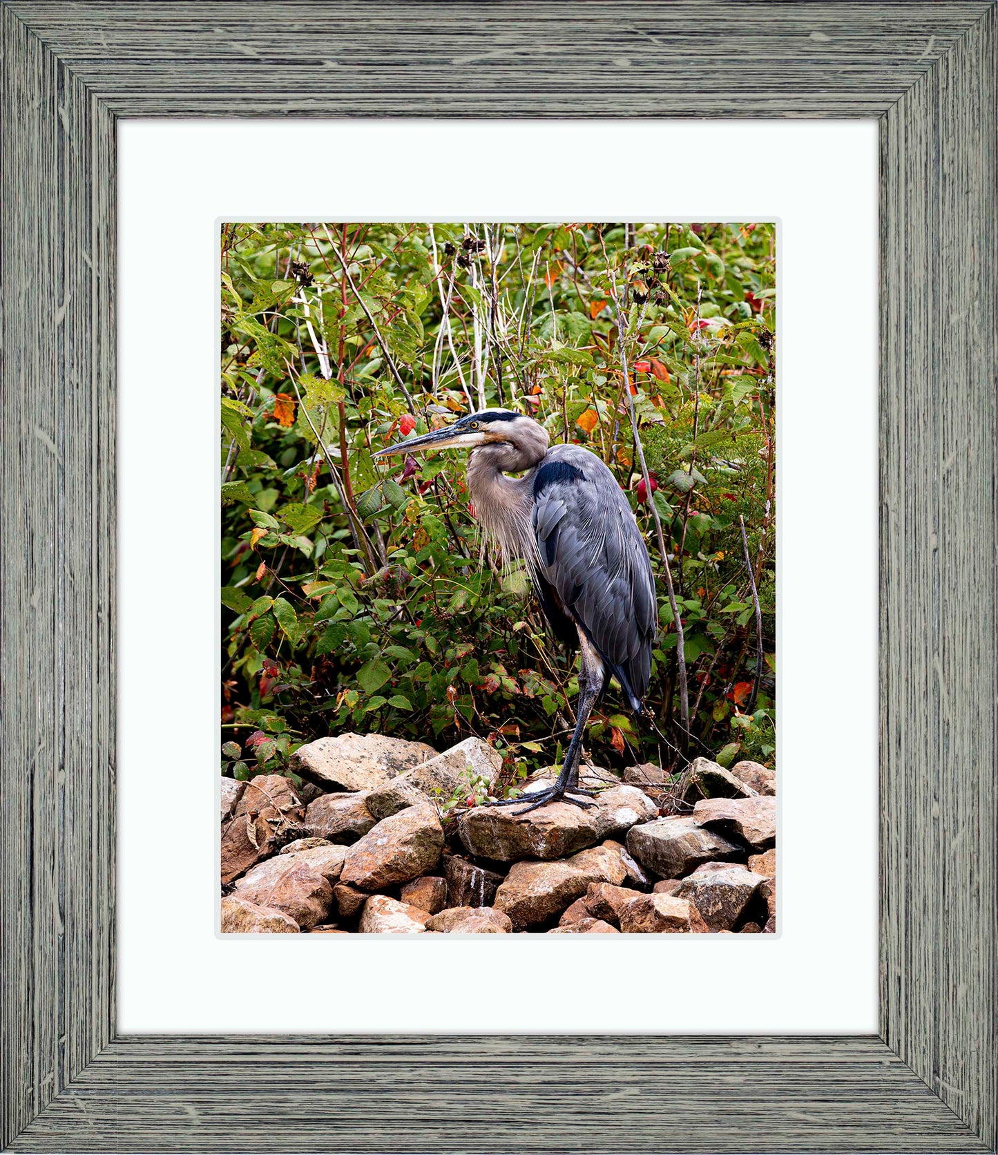 Autumn Heron on the Rocks -- Digital Print