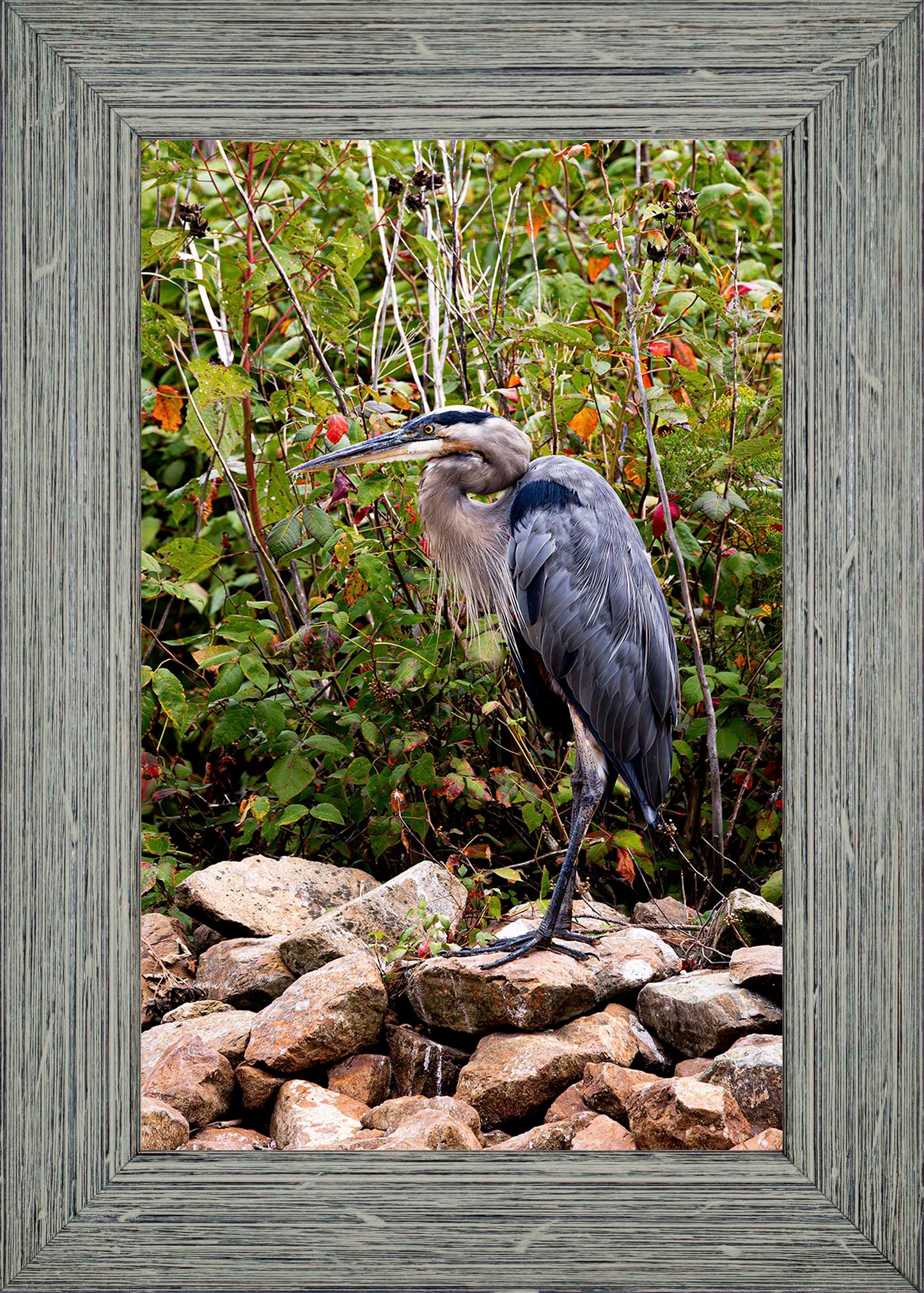Autumn Heron on the Rocks -- Digital Print