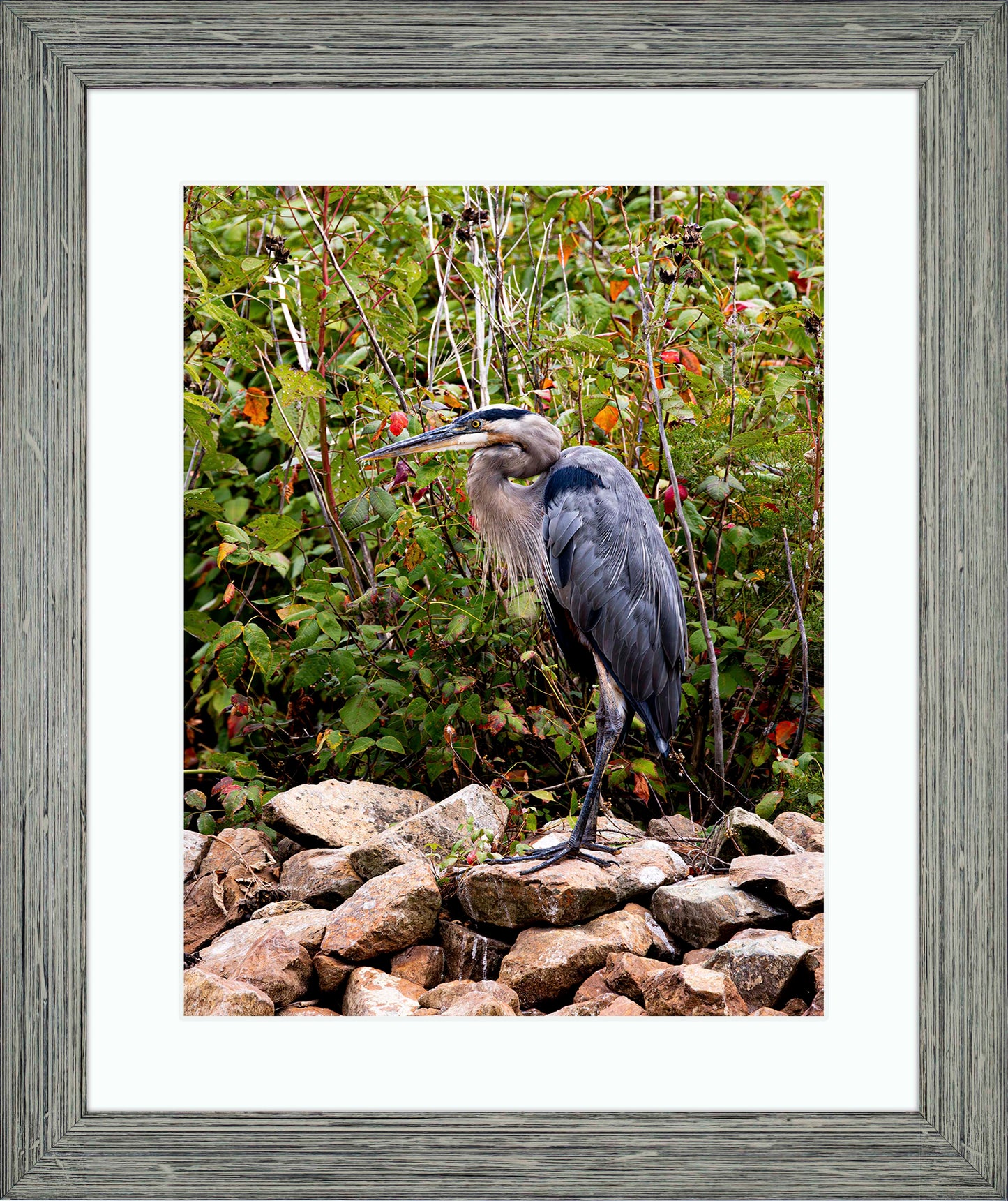 Autumn Heron on the Rocks -- Digital Print
