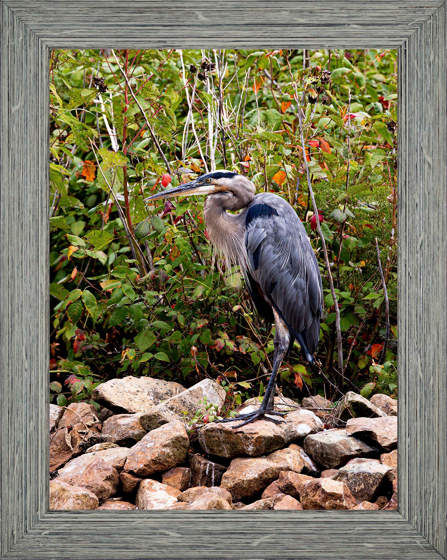 Autumn Heron on the Rocks -- Digital Print
