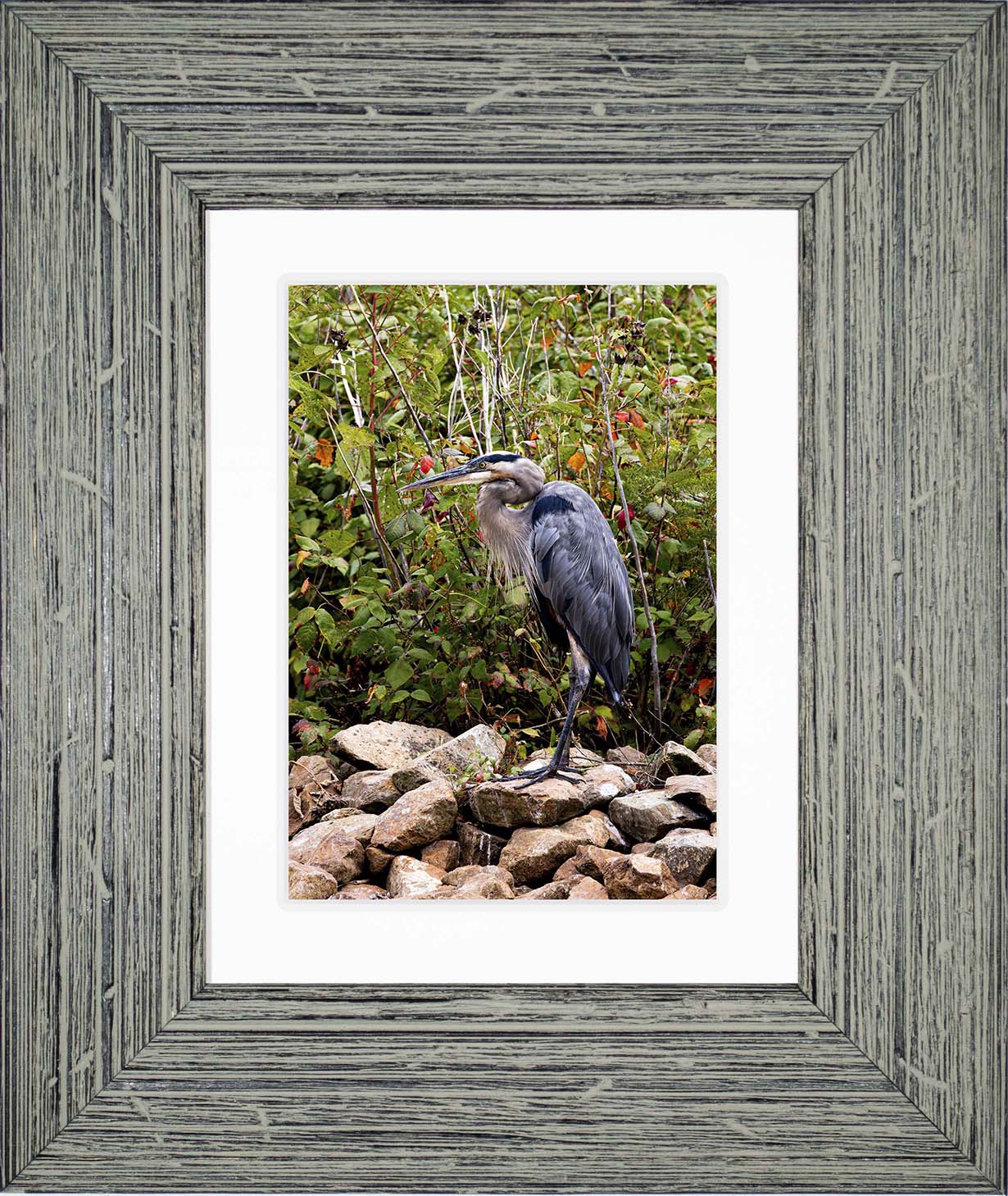 Autumn Heron on the Rocks -- Digital Print