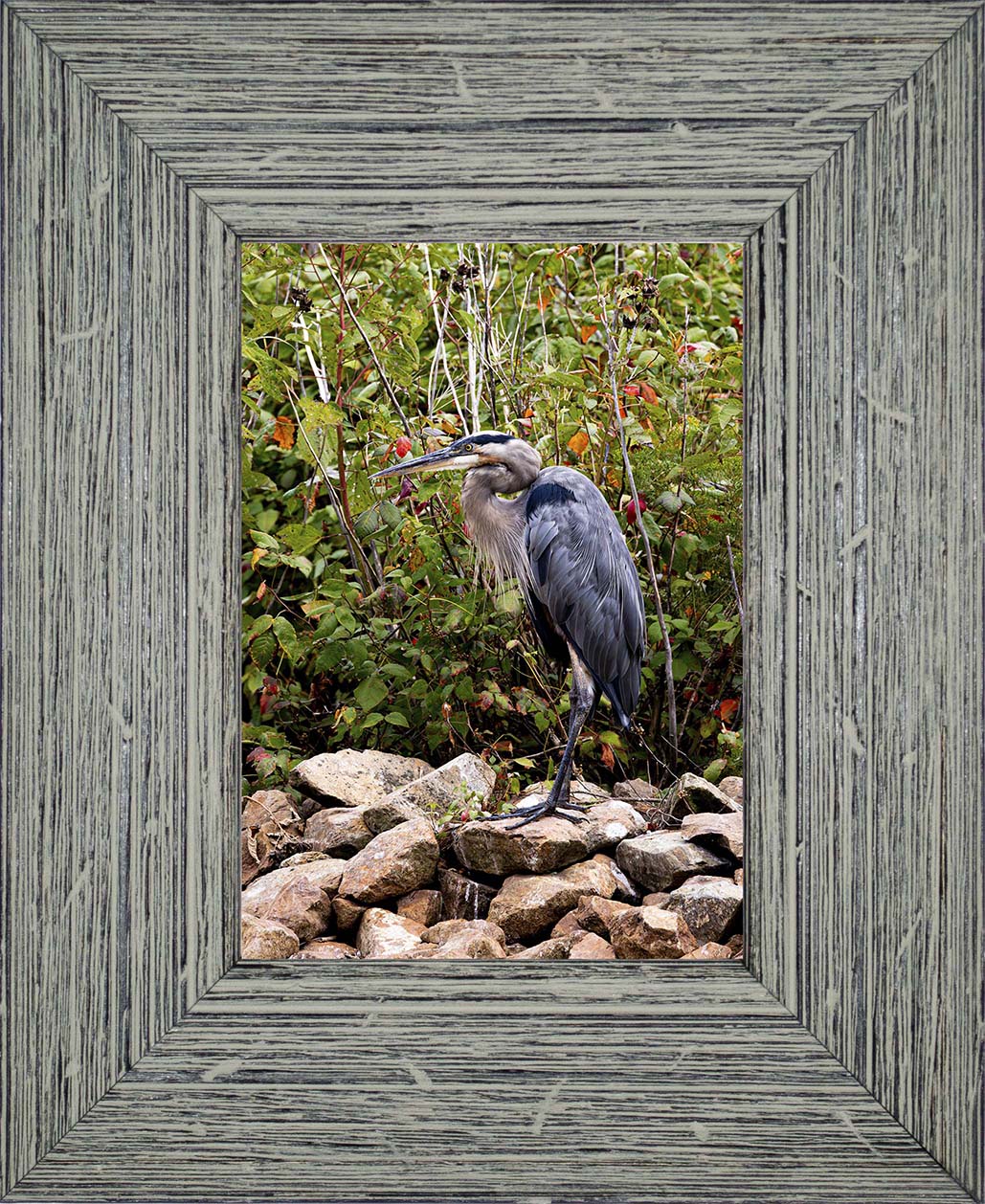 Autumn Heron on the Rocks -- Digital Print