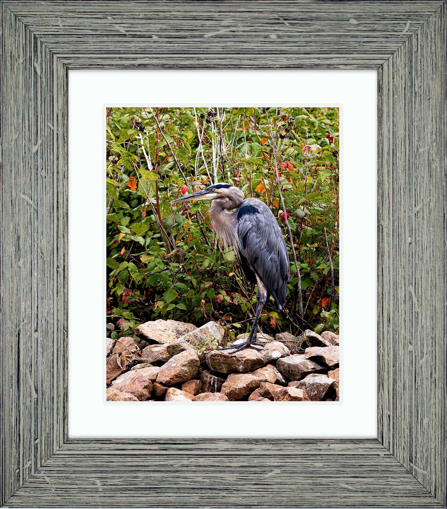 Autumn Heron on the Rocks -- Digital Print