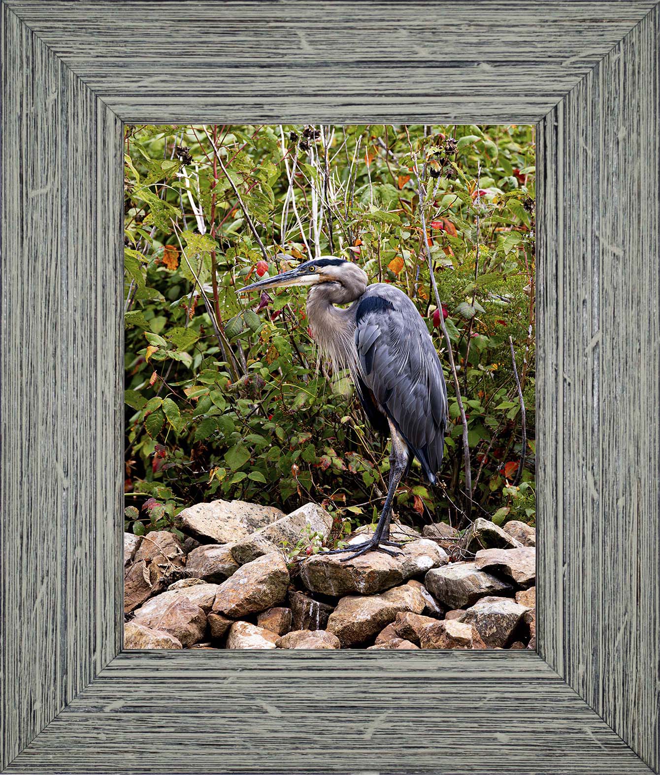 Autumn Heron on the Rocks -- Digital Print
