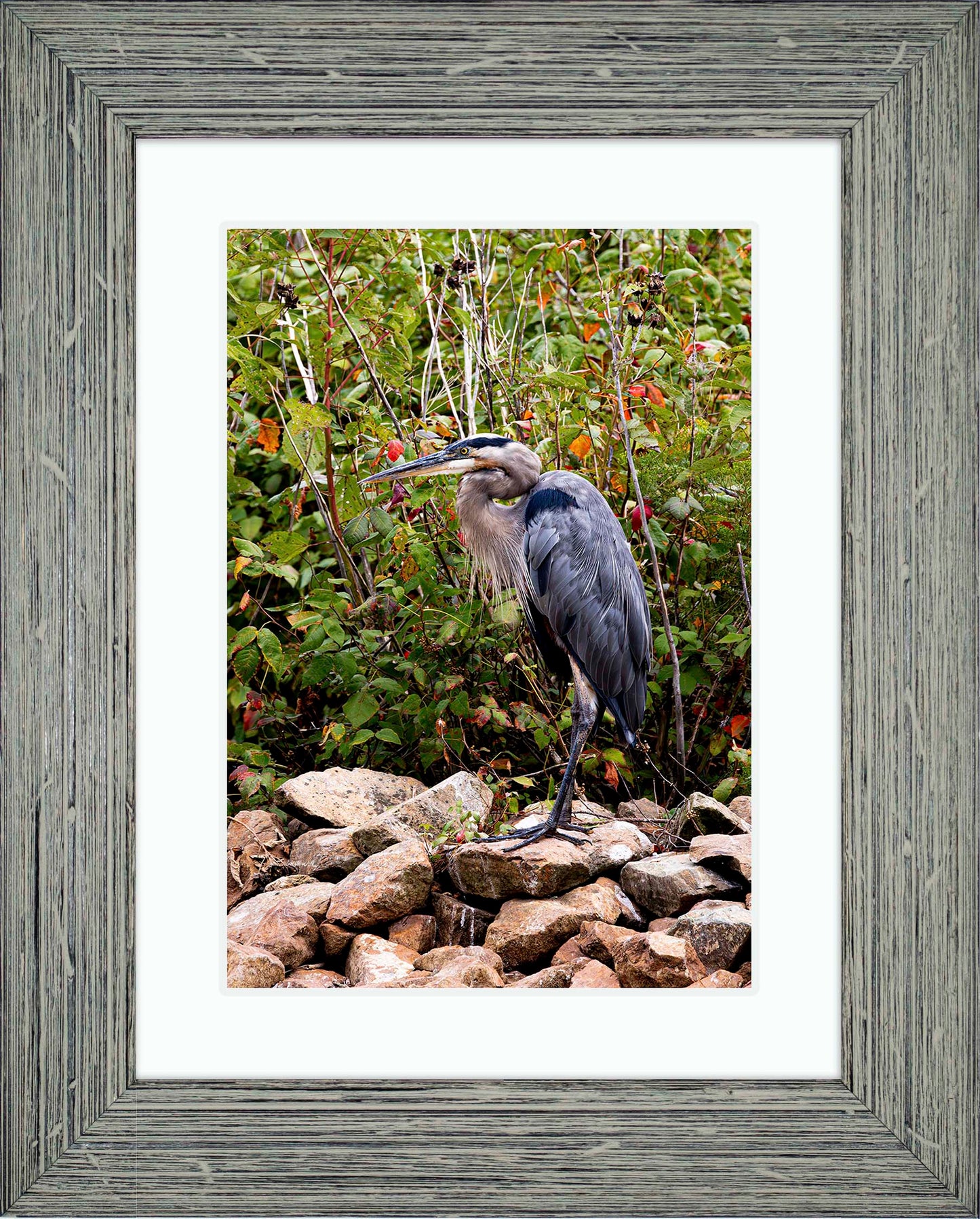 Autumn Heron on the Rocks -- Digital Print