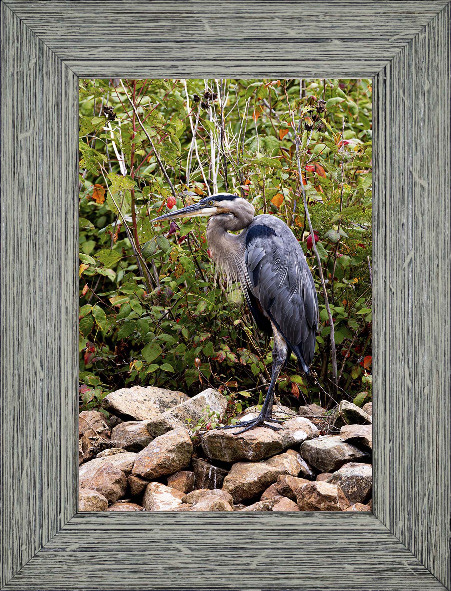 Autumn Heron on the Rocks -- Digital Print