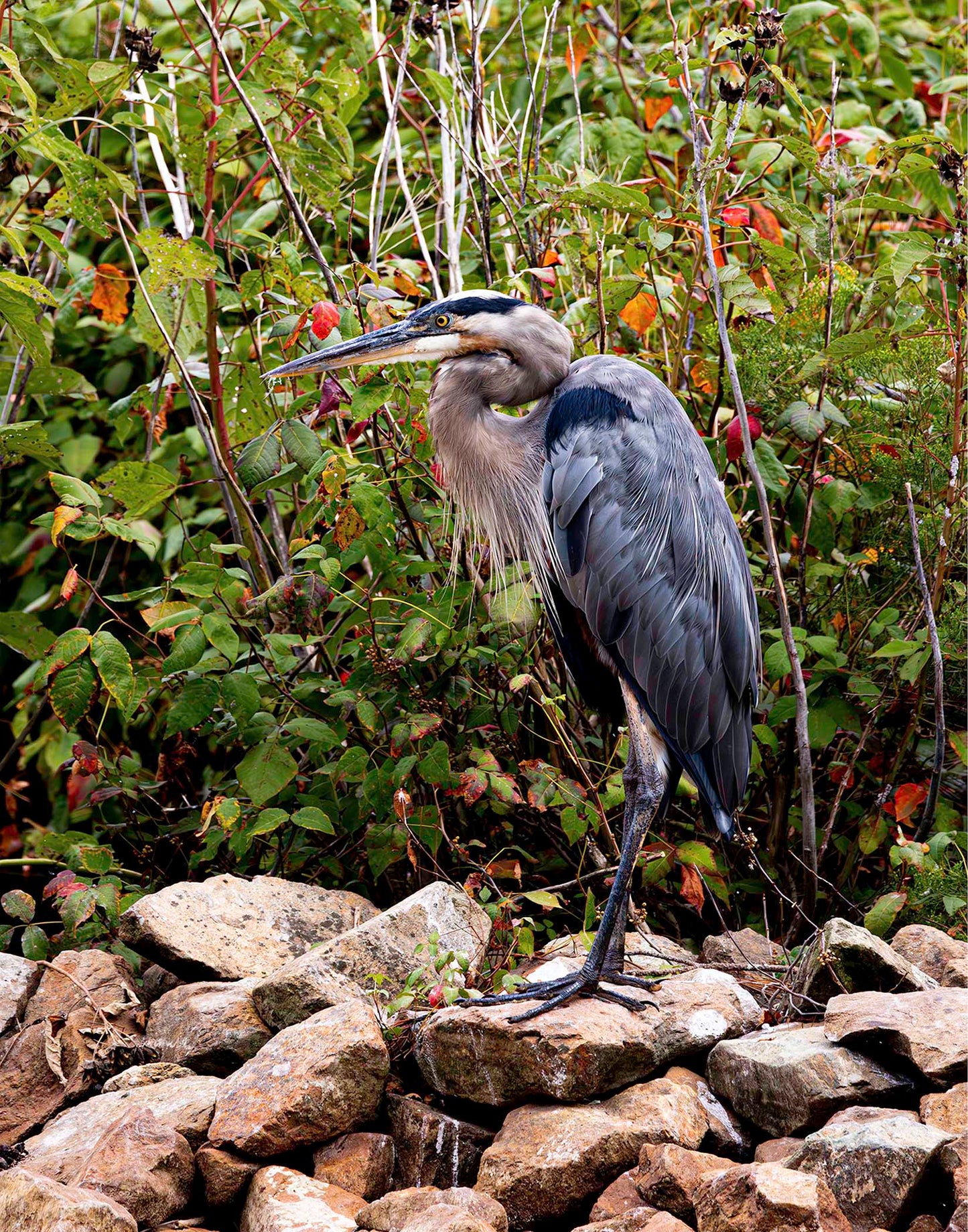 Autumn Heron on the Rocks -- Digital Print