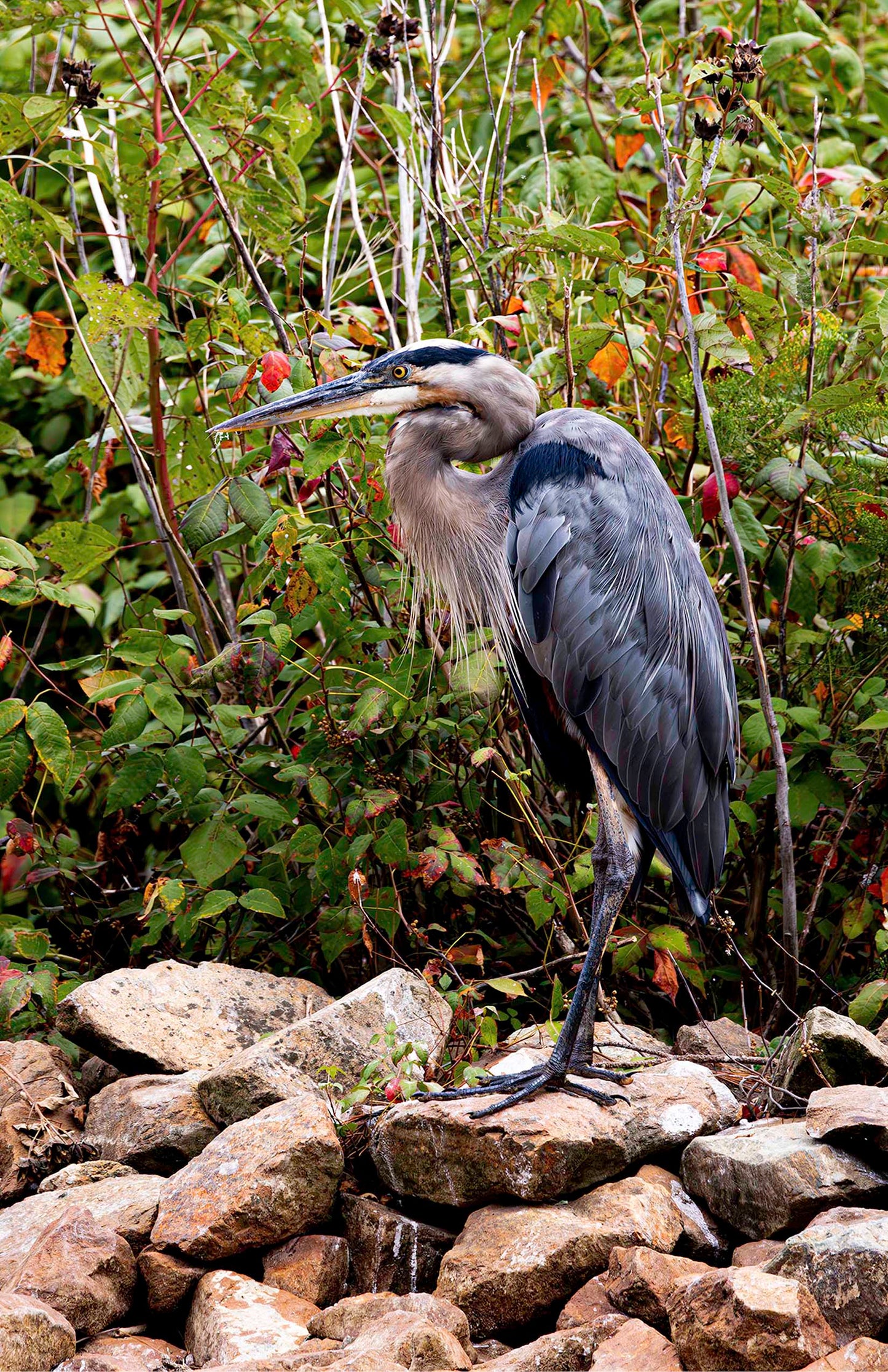 Autumn Heron on the Rocks -- Digital Print