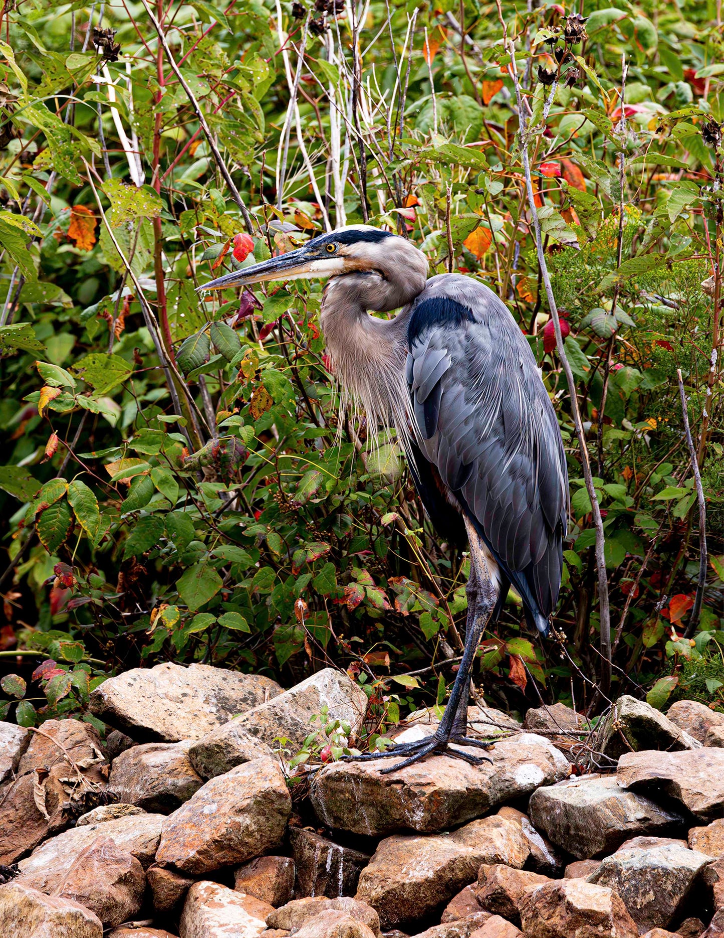 Autumn Heron on the Rocks -- Digital Print