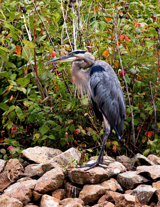 Autumn Heron on the Rocks -- HD Metal