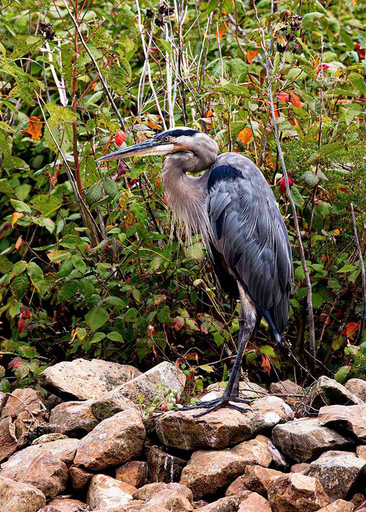 Autumn Heron on the Rocks -- Digital Print