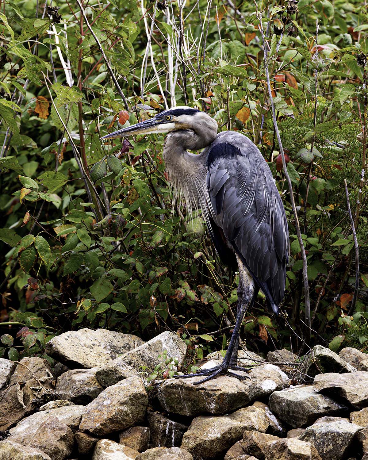 Autumn Heron on the Rocks -- Digital Print
