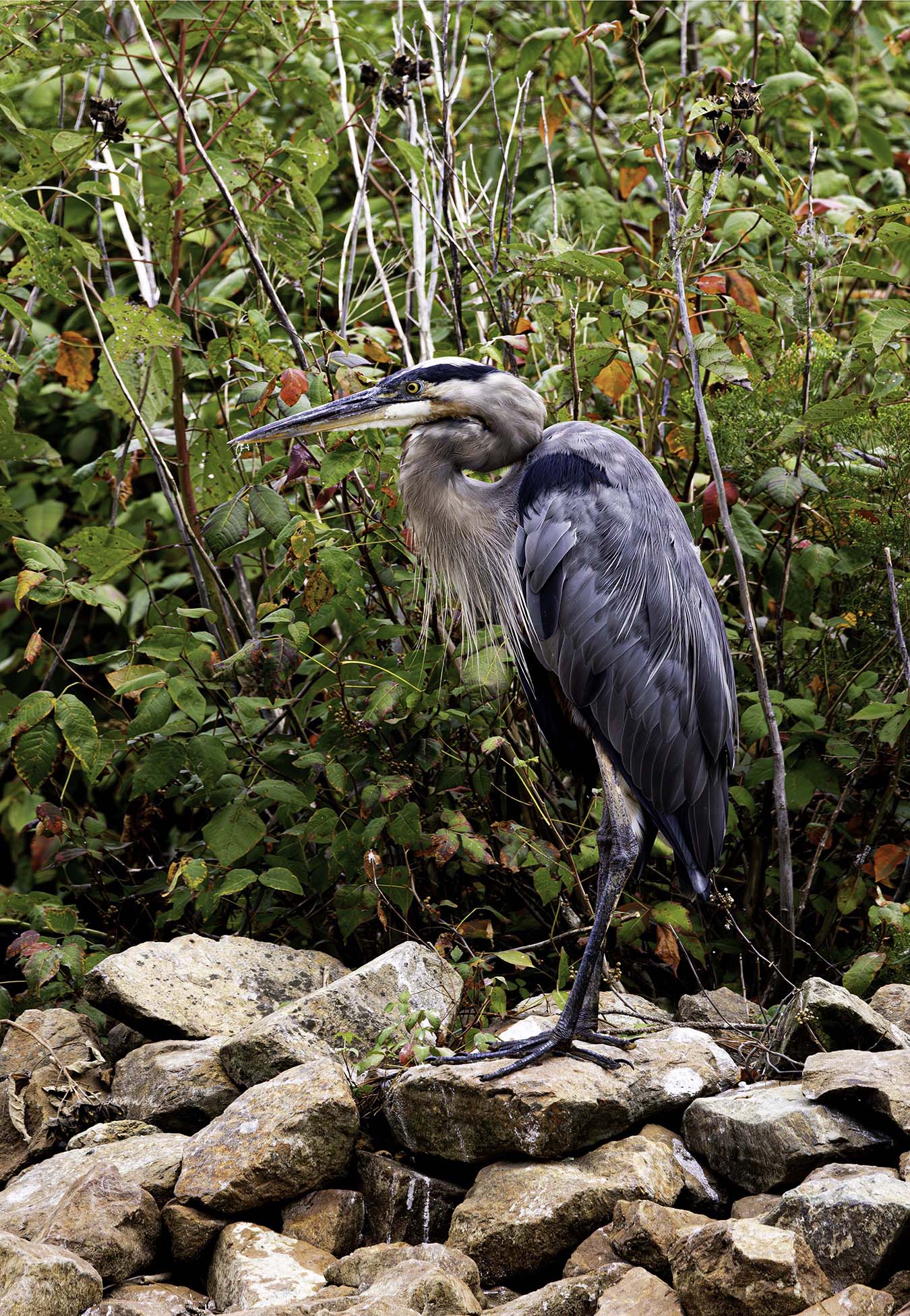 Autumn Heron on the Rocks -- Digital Print