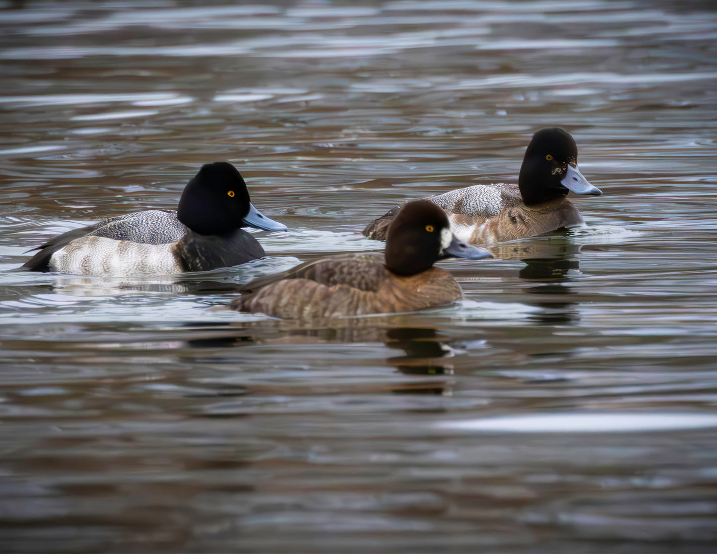 Blue Bill Trio #1 -- HD Metal