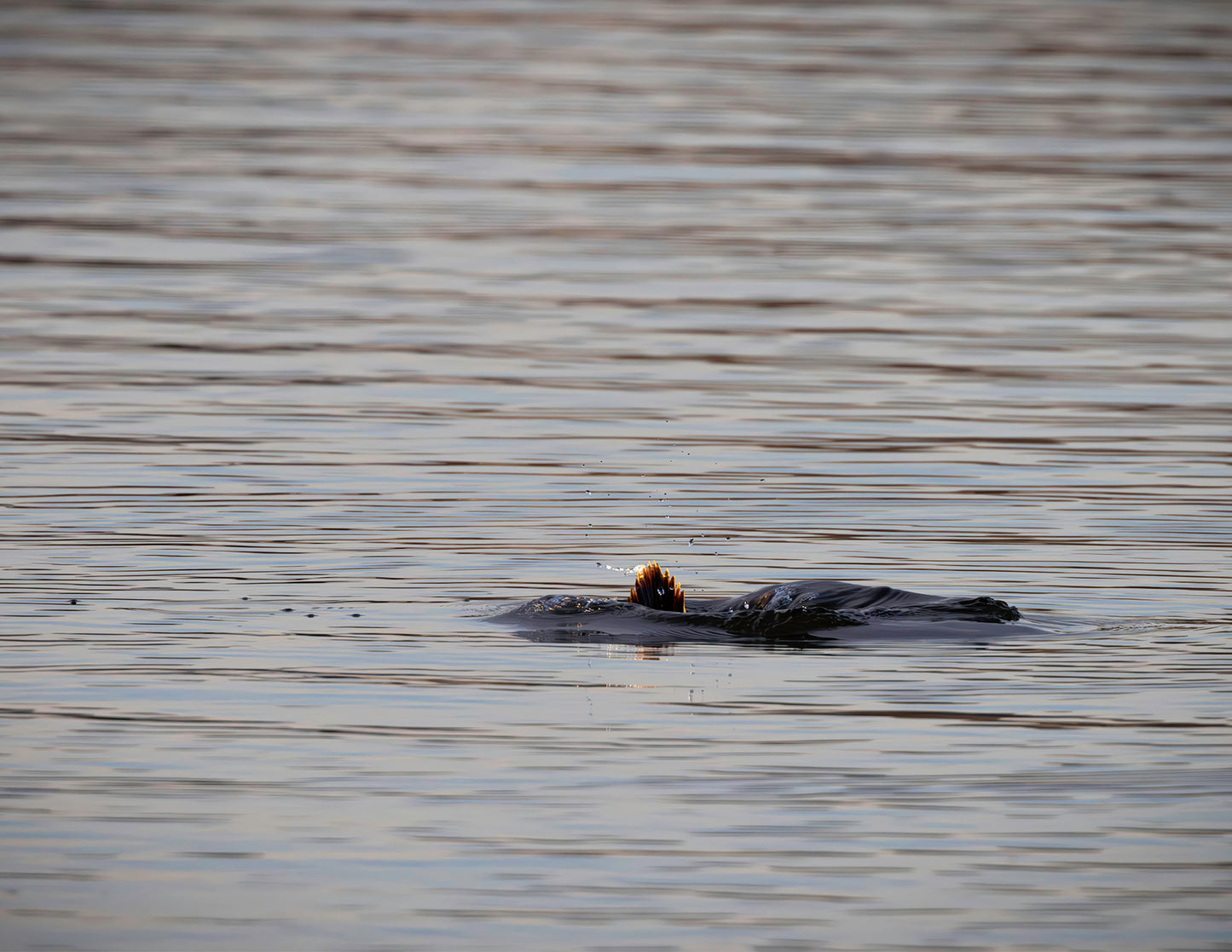 Duck, Duck, Dive -- HD Metal