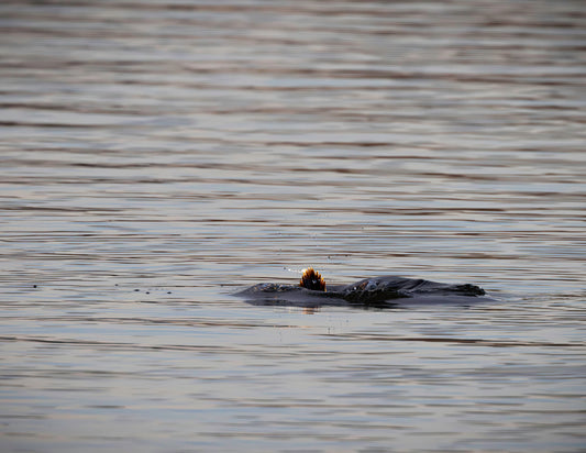 Duck, Duck, Dive -- HD Metal