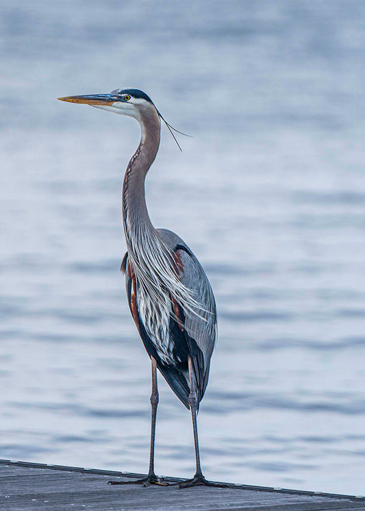 Enjoying the Breeze -- Digital Print