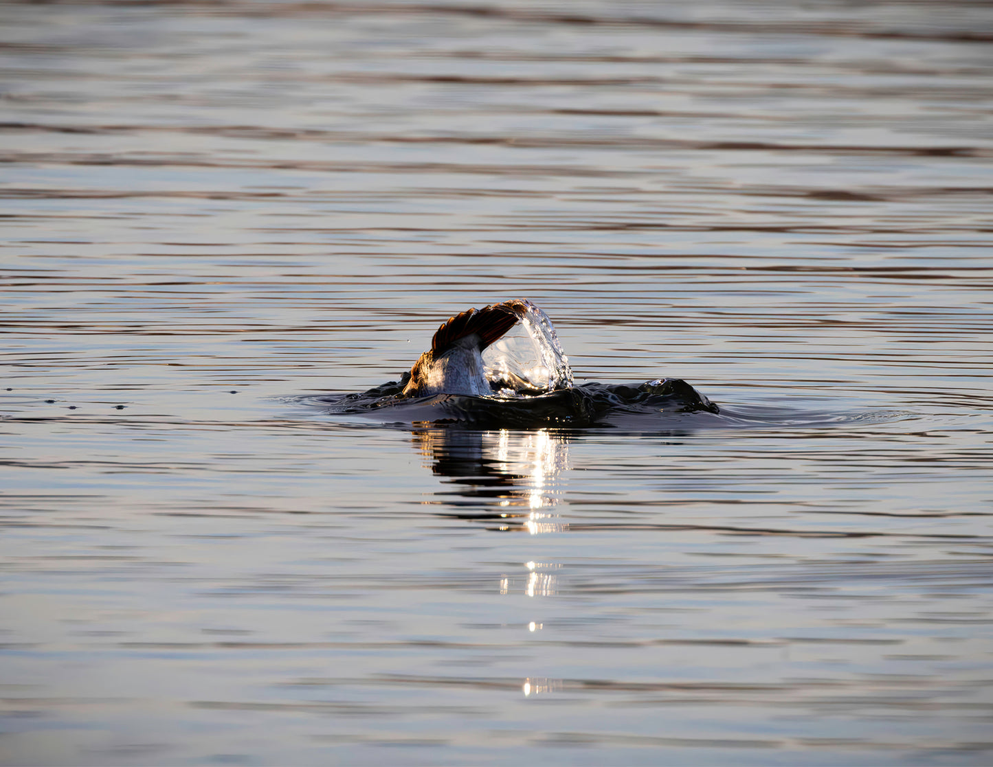 Flip and Dive -- HD Metal