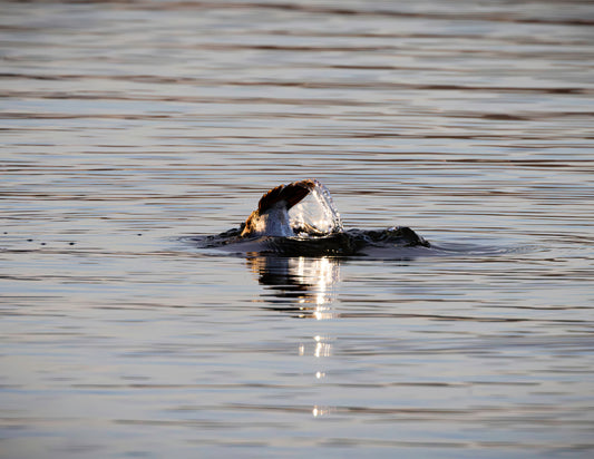 Flip and Dive -- HD Metal