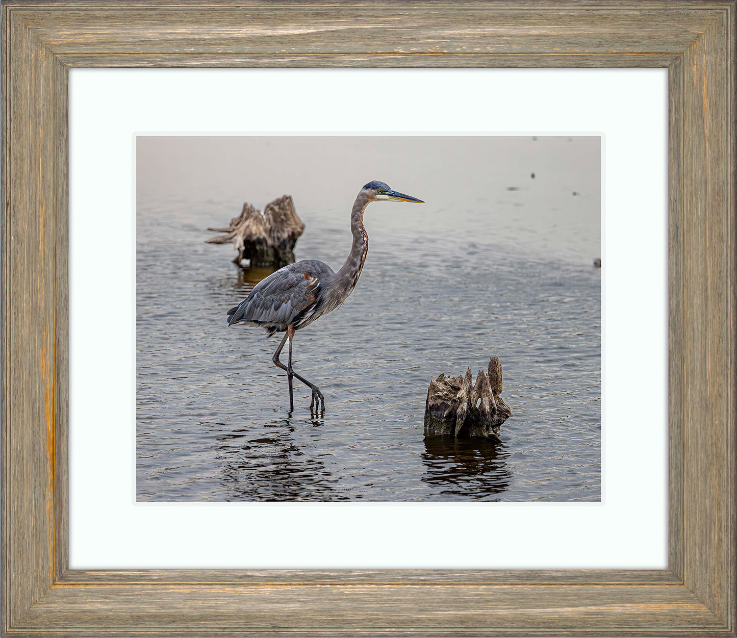 Great Blue at the Stumps -- Digital Print