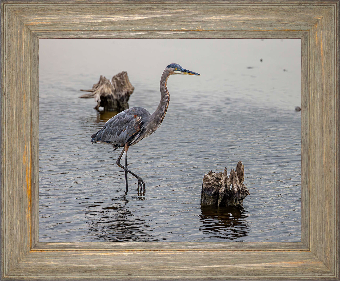 Great Blue at the Stumps -- Digital Print