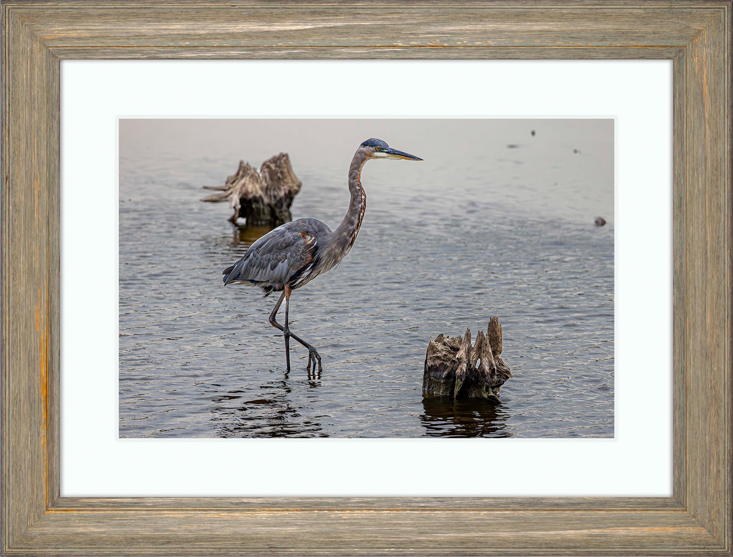 Great Blue at the Stumps -- Digital Print