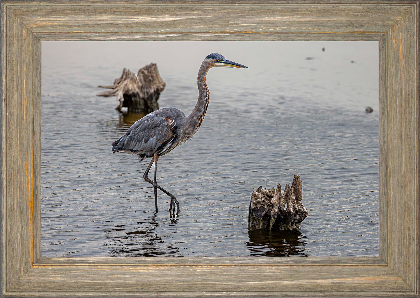 Great Blue at the Stumps -- Digital Print