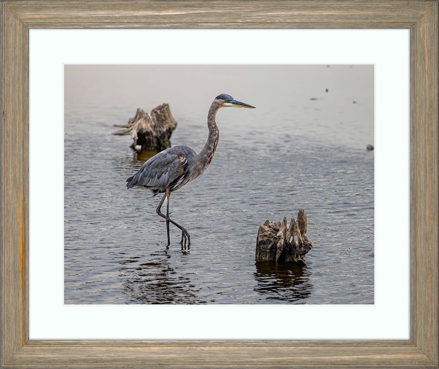 Great Blue at the Stumps -- Digital Print