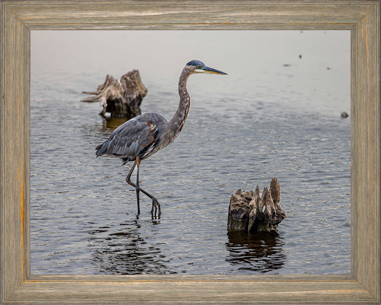 Great Blue at the Stumps -- Digital Print