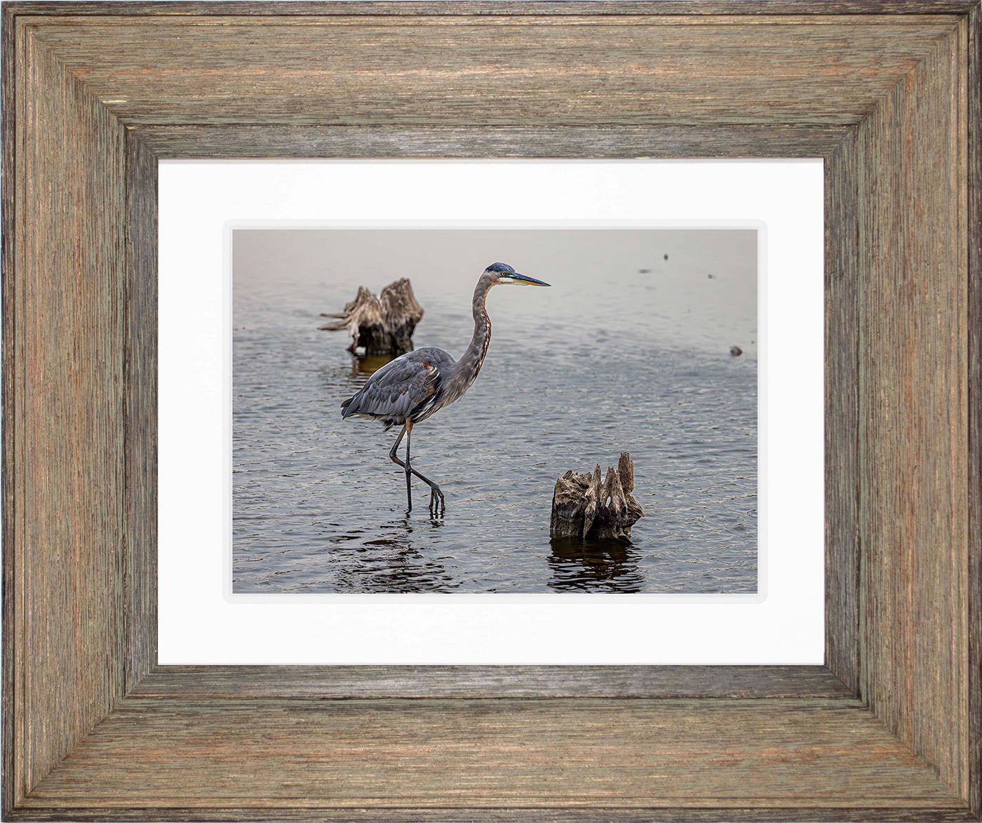 Great Blue at the Stumps -- Digital Print