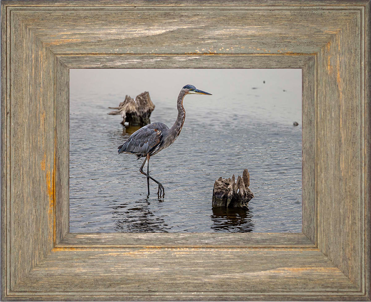 Great Blue at the Stumps -- Digital Print