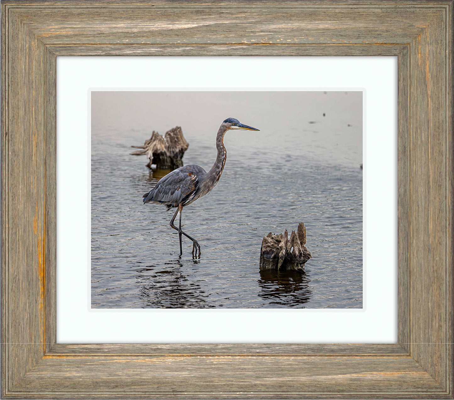 Great Blue at the Stumps -- Digital Print