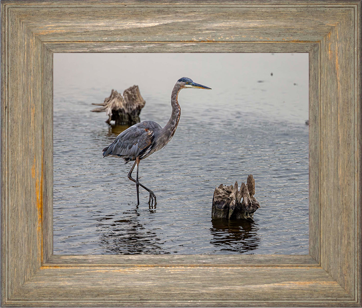 Great Blue at the Stumps -- Digital Print