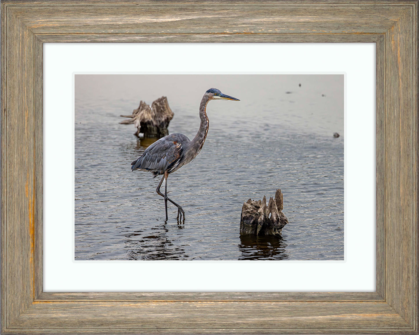 Great Blue at the Stumps -- Digital Print