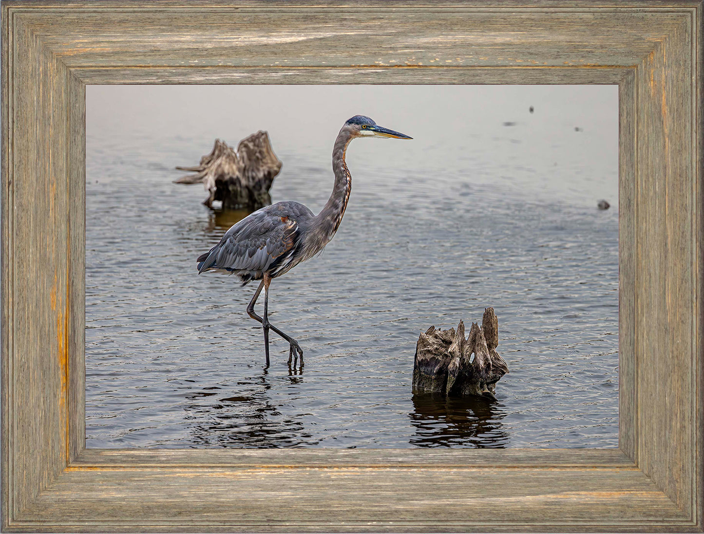 Great Blue at the Stumps -- Digital Print