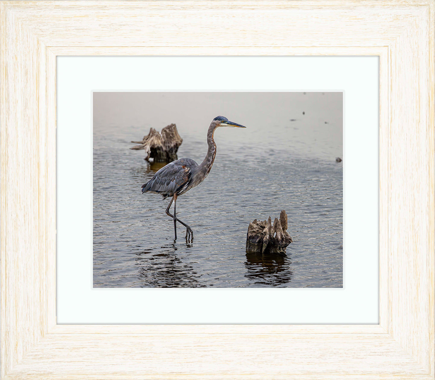 Great Blue at the Stumps -- Digital Print