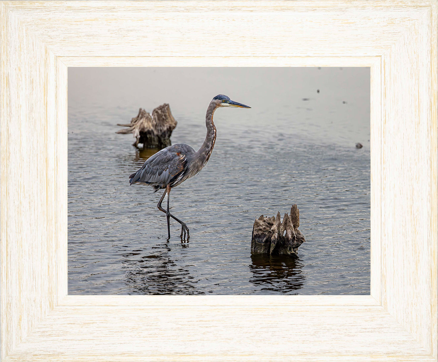 Great Blue at the Stumps -- Digital Print