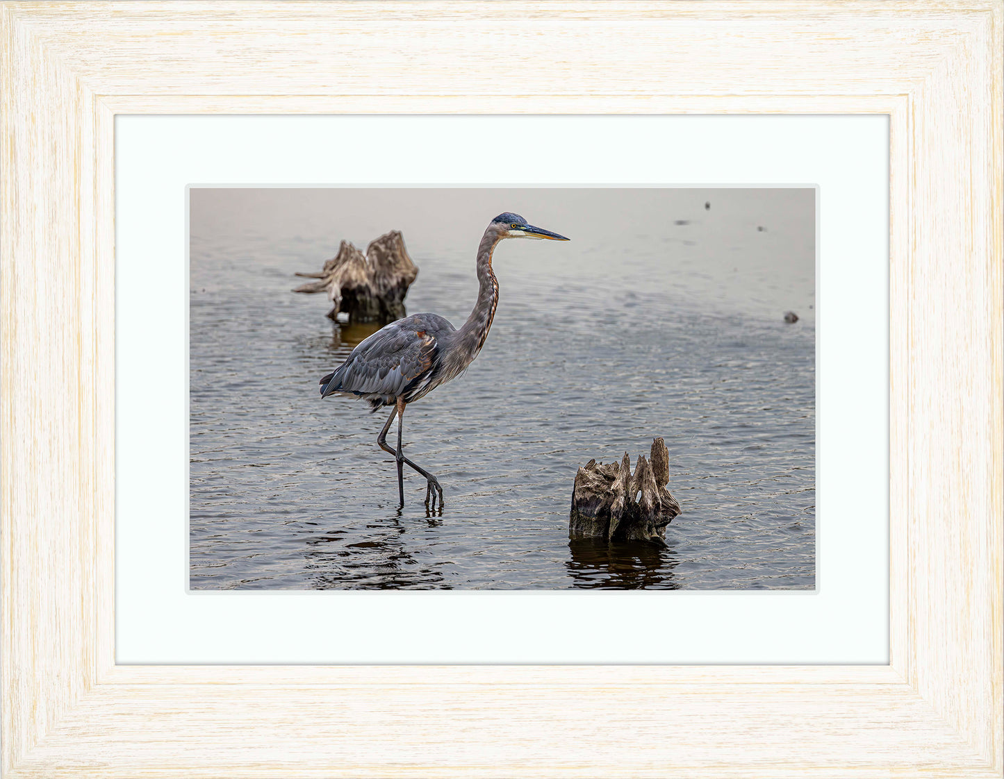 Great Blue at the Stumps -- Digital Print